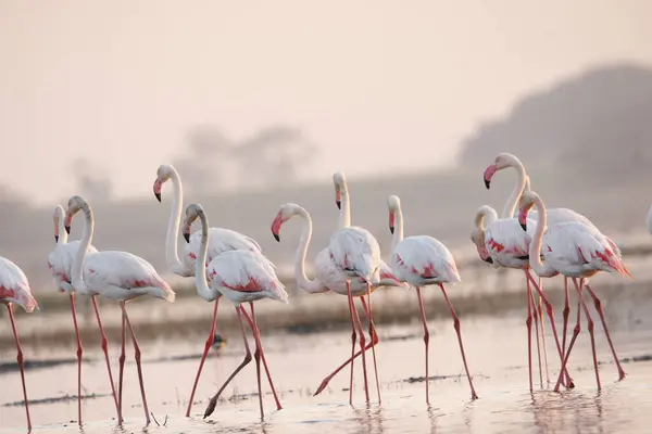 Su kenarında güzel bir flamingo. Flamingo kuşunun duvarı. Kuşun arka plan resmi. Uçan flamingonun güzel kanatları. Flamingo kuşunun duvar posteri. Hindistan, Bhigwan 'daki göçmen kuş..
