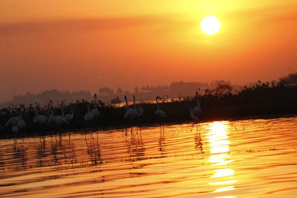 Su kenarında güzel bir flamingo. Flamingo kuşunun duvarı. Kuşun arka plan resmi. Uçan flamingonun güzel kanatları. Flamingo kuşunun duvar posteri. Hindistan, Bhigwan 'daki göçmen kuş..