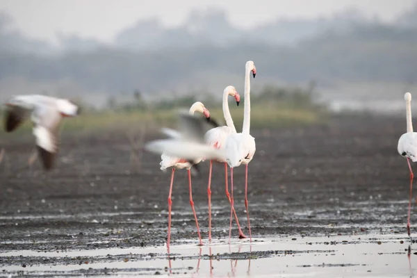 Su kenarında güzel bir flamingo. Flamingo kuşunun duvarı. Kuşun arka plan resmi. Uçan flamingonun güzel kanatları. Flamingo kuşunun duvar posteri. Hindistan, Bhigwan 'daki göçmen kuş..