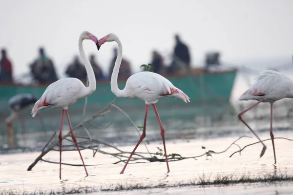 Su kenarında güzel bir flamingo. Flamingo kuşunun duvarı. Kuşun arka plan resmi. Uçan flamingonun güzel kanatları. Flamingo kuşunun duvar posteri. Hindistan, Bhigwan 'daki göçmen kuş..