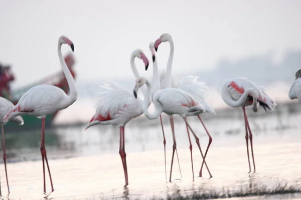 Su kenarında güzel bir flamingo. Flamingo kuşunun duvarı. Kuşun arka plan resmi. Uçan flamingonun güzel kanatları. Flamingo kuşunun duvar posteri. Hindistan, Bhigwan 'daki göçmen kuş..