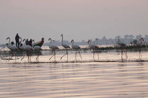 Vacker Flamingo Nära Bakvatten Väggmontering Flamingo Fågel Bakgrund Bild Fågel — Stockfoto