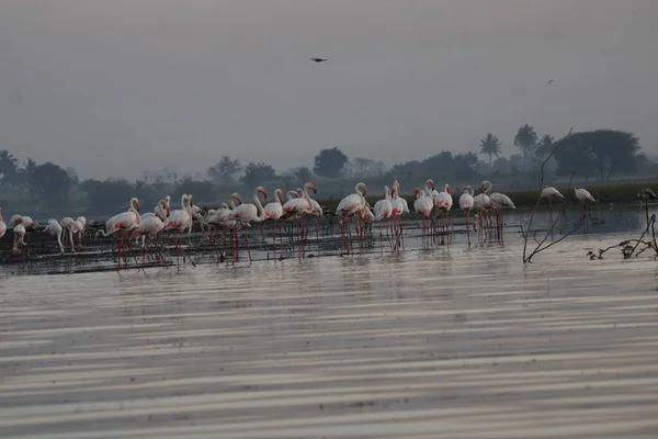 Gyönyörű Flamingó Víz Mellett Flamingó Madár Falra Szerelése Háttér Kép — Stock Fotó