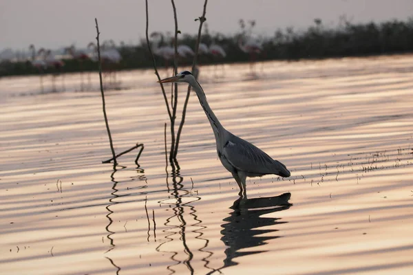 Su kenarında güzel bir flamingo. Flamingo kuşunun duvarı. Kuşun arka plan resmi. Uçan flamingonun güzel kanatları. Flamingo kuşunun duvar posteri. Hindistan, Bhigwan 'daki göçmen kuş..
