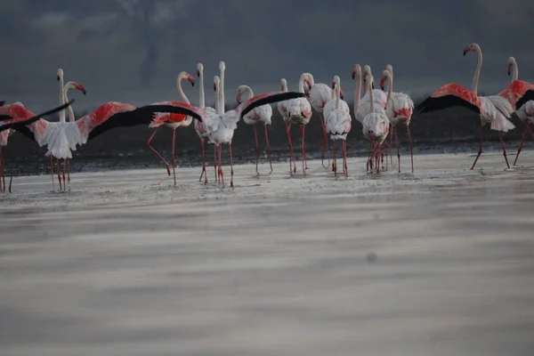 Su kenarında güzel bir flamingo. Flamingo kuşunun duvarı. Kuşun arka plan resmi. Uçan flamingonun güzel kanatları. Flamingo kuşunun duvar posteri. Hindistan, Bhigwan 'daki göçmen kuş..
