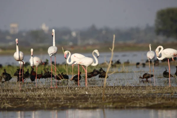 Schöner Flamingo Wassernähe Wandmontage Von Flamingo Vögeln Hintergrundbild Von Vogel — Stockfoto