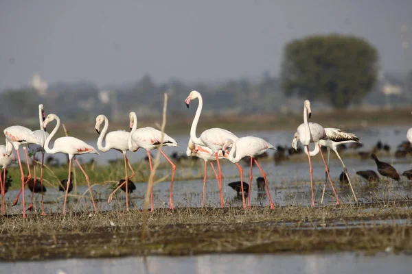 Su kenarında güzel bir flamingo. Flamingo kuşunun duvarı. Kuşun arka plan resmi. Uçan flamingonun güzel kanatları. Flamingo kuşunun duvar posteri. Hindistan, Bhigwan 'daki göçmen kuş..