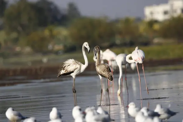 Beautiful Flamingo Back Water Wall Mounting Flamingo Bird Background Picture — Stock Photo, Image
