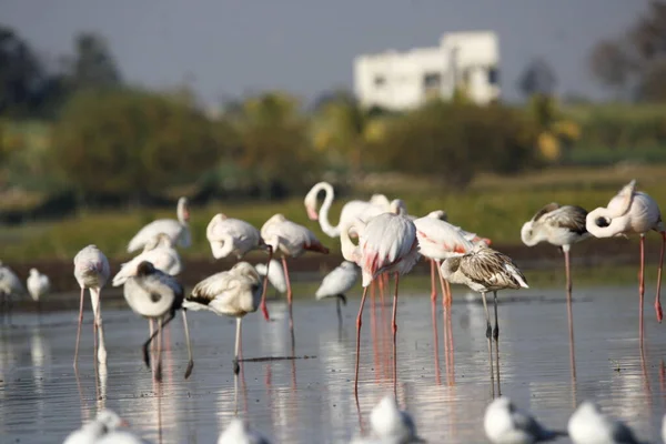 Kenarında Güzel Bir Flamingo Flamingo Kuşunun Duvarı Kuşun Arka Plan — Stok fotoğraf