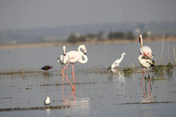 Kenarında Güzel Bir Flamingo Flamingo Kuşunun Duvarı Kuşun Arka Plan — Stok fotoğraf