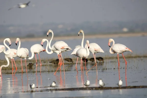 Schöner Flamingo Wassernähe Wandmontage Von Flamingo Vögeln Hintergrundbild Von Vogel — Stockfoto