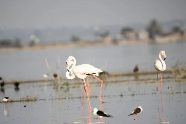 Su kenarında güzel bir flamingo. Flamingo kuşunun duvarı. Kuşun arka plan resmi. Uçan flamingonun güzel kanatları. Flamingo kuşunun duvar posteri. Hindistan, Bhigwan 'daki göçmen kuş..