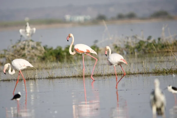 stock image Beautiful flamingo near back water. wall mounting of flamingo bird. background picture of bird. Beautiful wings of flying flamingo. Wall poster of flamingo bird. Migratory bird in Bhigwan, India.