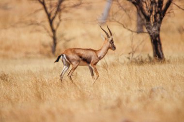 Mayureshwar Vahşi Yaşam Sığınağı 'ndaki güzel Chinkara hayvanı. Chinkara 'nın Hindistan' da bulduğu nadir hayvanlardan oluşan bir duvar. Sergi için Chinkara 'nın vahşi yaşam fotoğrafçılığı. Arkaplan.