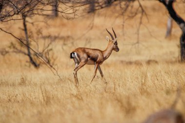 Mayureshwar Vahşi Yaşam Sığınağı 'ndaki güzel Chinkara hayvanı. Chinkara 'nın Hindistan' da bulduğu nadir hayvanlardan oluşan bir duvar. Sergi için Chinkara 'nın vahşi yaşam fotoğrafçılığı. Arkaplan.