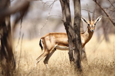 Mayureshwar Vahşi Yaşam Sığınağı 'ndaki güzel Chinkara hayvanı. Chinkara 'nın Hindistan' da bulduğu nadir hayvanlardan oluşan bir duvar. Sergi için Chinkara 'nın vahşi yaşam fotoğrafçılığı. Arkaplan.