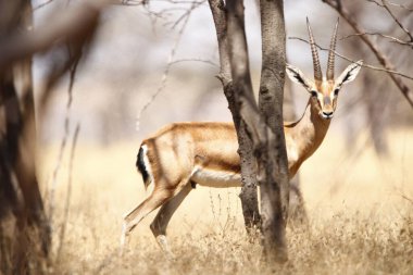 Mayureshwar Vahşi Yaşam Sığınağı 'ndaki güzel Chinkara hayvanı. Chinkara 'nın Hindistan' da bulduğu nadir hayvanlardan oluşan bir duvar. Sergi için Chinkara 'nın vahşi yaşam fotoğrafçılığı. Arkaplan.