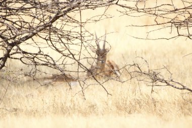 Mayureshwar Vahşi Yaşam Sığınağı 'ndaki güzel Chinkara hayvanı. Chinkara 'nın Hindistan' da bulduğu nadir hayvanlardan oluşan bir duvar. Sergi için Chinkara 'nın vahşi yaşam fotoğrafçılığı. Arkaplan.