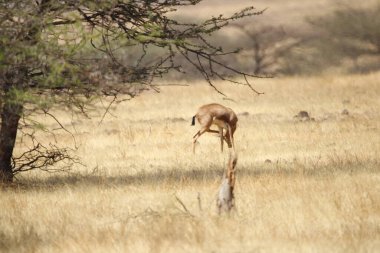 Mayureshwar Vahşi Yaşam Sığınağı 'ndaki güzel Chinkara hayvanı. Chinkara 'nın Hindistan' da bulduğu nadir hayvanlardan oluşan bir duvar. Sergi için Chinkara 'nın vahşi yaşam fotoğrafçılığı. Arkaplan.