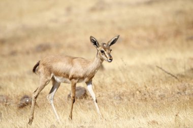 Mayureshwar Vahşi Yaşam Sığınağı 'ndaki güzel Chinkara hayvanı. Chinkara 'nın Hindistan' da bulduğu nadir hayvanlardan oluşan bir duvar. Sergi için Chinkara 'nın vahşi yaşam fotoğrafçılığı. Arkaplan.