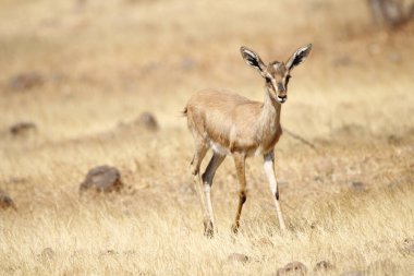 Mayureshwar Vahşi Yaşam Sığınağı 'ndaki güzel Chinkara hayvanı. Chinkara 'nın Hindistan' da bulduğu nadir hayvanlardan oluşan bir duvar. Sergi için Chinkara 'nın vahşi yaşam fotoğrafçılığı. Arkaplan.