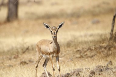 Mayureshwar Vahşi Yaşam Sığınağı 'ndaki güzel Chinkara hayvanı. Chinkara 'nın Hindistan' da bulduğu nadir hayvanlardan oluşan bir duvar. Sergi için Chinkara 'nın vahşi yaşam fotoğrafçılığı. Arkaplan.