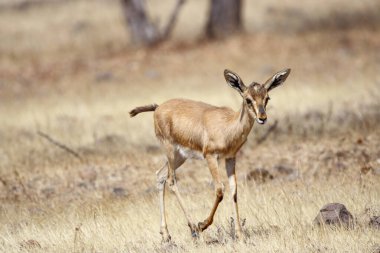 Mayureshwar Vahşi Yaşam Sığınağı 'ndaki güzel Chinkara hayvanı. Chinkara 'nın Hindistan' da bulduğu nadir hayvanlardan oluşan bir duvar. Sergi için Chinkara 'nın vahşi yaşam fotoğrafçılığı. Arkaplan.