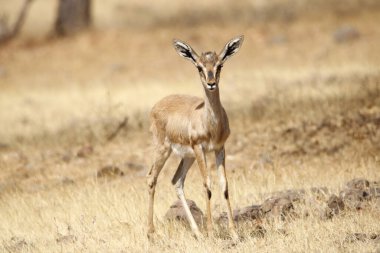 Mayureshwar Vahşi Yaşam Sığınağı 'ndaki güzel Chinkara hayvanı. Chinkara 'nın Hindistan' da bulduğu nadir hayvanlardan oluşan bir duvar. Sergi için Chinkara 'nın vahşi yaşam fotoğrafçılığı. Arkaplan.