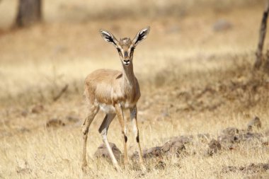 Mayureshwar Vahşi Yaşam Sığınağı 'ndaki güzel Chinkara hayvanı. Chinkara 'nın Hindistan' da bulduğu nadir hayvanlardan oluşan bir duvar. Sergi için Chinkara 'nın vahşi yaşam fotoğrafçılığı. Arkaplan.