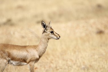 Mayureshwar Vahşi Yaşam Sığınağı 'ndaki güzel Chinkara hayvanı. Chinkara 'nın Hindistan' da bulduğu nadir hayvanlardan oluşan bir duvar. Sergi için Chinkara 'nın vahşi yaşam fotoğrafçılığı. Arkaplan.