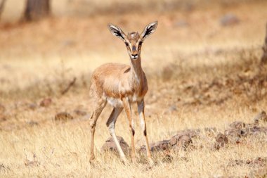 Mayureshwar Vahşi Yaşam Sığınağı 'ndaki güzel Chinkara hayvanı. Chinkara 'nın Hindistan' da bulduğu nadir hayvanlardan oluşan bir duvar. Sergi için Chinkara 'nın vahşi yaşam fotoğrafçılığı. Arkaplan.