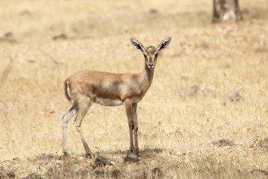 Mayureshwar Vahşi Yaşam Sığınağı 'ndaki güzel Chinkara hayvanı. Chinkara 'nın Hindistan' da bulduğu nadir hayvanlardan oluşan bir duvar. Sergi için Chinkara 'nın vahşi yaşam fotoğrafçılığı. Arkaplan.