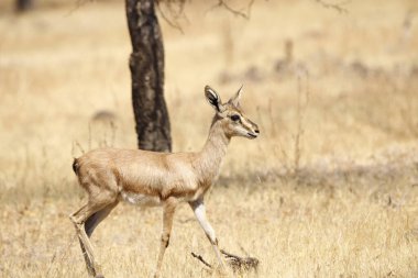 Mayureshwar Vahşi Yaşam Sığınağı 'ndaki güzel Chinkara hayvanı. Chinkara 'nın Hindistan' da bulduğu nadir hayvanlardan oluşan bir duvar. Sergi için Chinkara 'nın vahşi yaşam fotoğrafçılığı. Arkaplan.