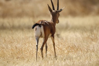 Mayureshwar Vahşi Yaşam Sığınağı 'ndaki güzel Chinkara hayvanı. Chinkara 'nın Hindistan' da bulduğu nadir hayvanlardan oluşan bir duvar. Sergi için Chinkara 'nın vahşi yaşam fotoğrafçılığı. Arkaplan.