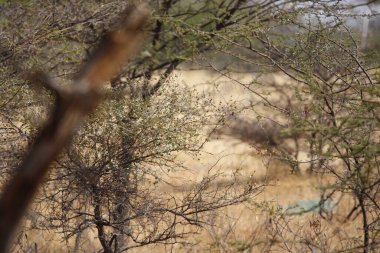 Mayureshwar Vahşi Yaşam Sığınağı 'ndaki güzel Chinkara hayvanı. Chinkara 'nın Hindistan' da bulduğu nadir hayvanlardan oluşan bir duvar. Sergi için Chinkara 'nın vahşi yaşam fotoğrafçılığı. Arkaplan.