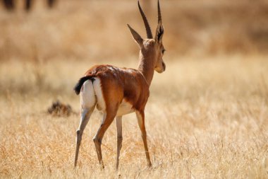 Mayureshwar Vahşi Yaşam Sığınağı 'ndaki güzel Chinkara hayvanı. Chinkara 'nın Hindistan' da bulduğu nadir hayvanlardan oluşan bir duvar. Sergi için Chinkara 'nın vahşi yaşam fotoğrafçılığı. Arkaplan.