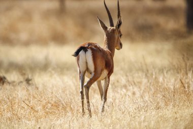 Mayureshwar Vahşi Yaşam Sığınağı 'ndaki güzel Chinkara hayvanı. Chinkara 'nın Hindistan' da bulduğu nadir hayvanlardan oluşan bir duvar. Sergi için Chinkara 'nın vahşi yaşam fotoğrafçılığı. Arkaplan.