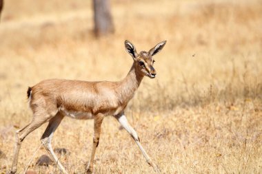 Mayureshwar Vahşi Yaşam Sığınağı 'ndaki güzel Chinkara hayvanı. Chinkara 'nın Hindistan' da bulduğu nadir hayvanlardan oluşan bir duvar. Sergi için Chinkara 'nın vahşi yaşam fotoğrafçılığı. Arkaplan.