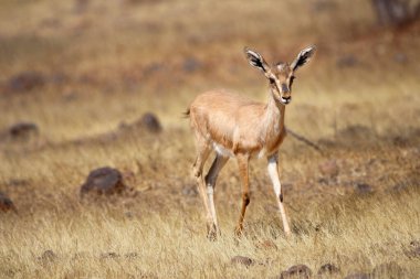 Mayureshwar Vahşi Yaşam Sığınağı 'ndaki güzel Chinkara hayvanı. Chinkara 'nın Hindistan' da bulduğu nadir hayvanlardan oluşan bir duvar. Sergi için Chinkara 'nın vahşi yaşam fotoğrafçılığı. Arkaplan.