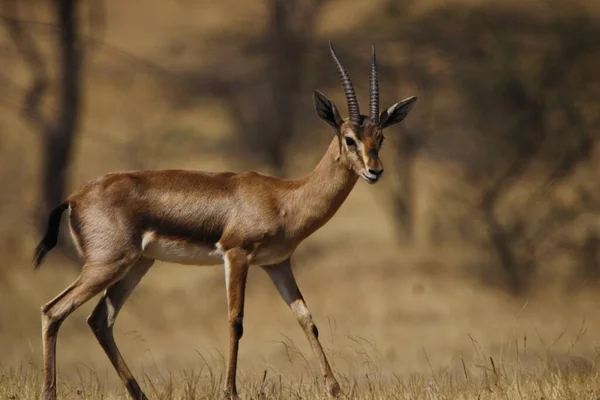 Mayureshwar Vahşi Yaşam Sığınağı 'ndaki güzel Chinkara hayvanı. Chinkara 'nın Hindistan' da bulduğu nadir hayvanlardan oluşan bir duvar. Sergi için Chinkara 'nın vahşi yaşam fotoğrafçılığı. Arkaplan.