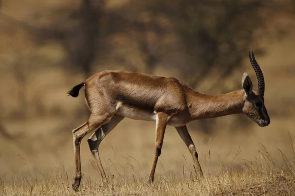 Prachtig Chinkara Dier Het Wildreservaat Van Meioorlog Wandmontage Van Zeldzaam — Stockfoto