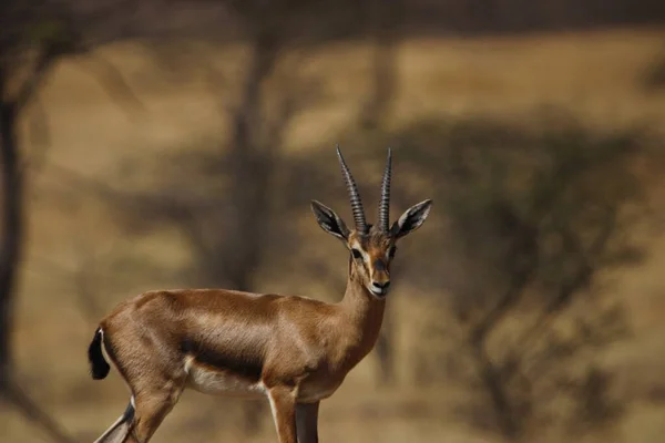 Prachtig Chinkara Dier Het Wildreservaat Van Meioorlog Wandmontage Van Zeldzaam — Stockfoto