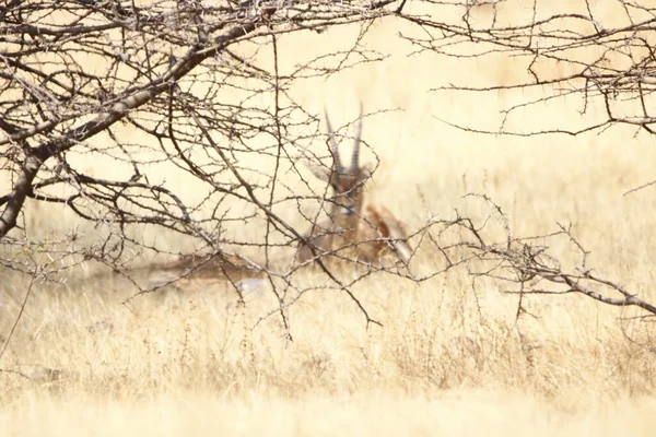 stock image Beautiful Chinkara animal at mayureshwar wildlife sanctuary. Wall mounting of rare animal Chinkara found in Indian subcontinent. Wildlife photography of Chinkara for exhibition. Background.