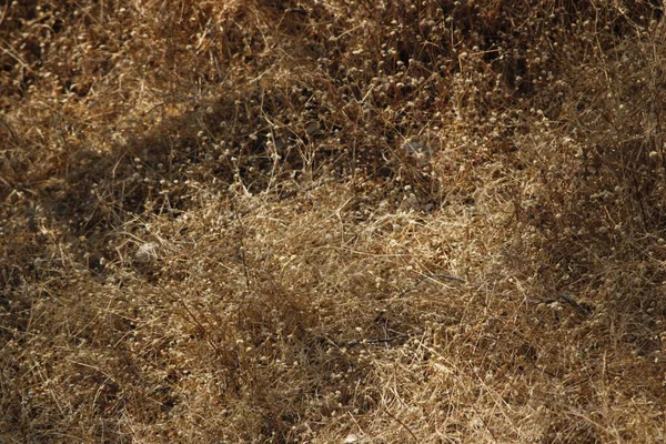 Mayureshwar Vahşi Yaşam Sığınağı 'ndaki güzel Chinkara hayvanı. Chinkara 'nın Hindistan' da bulduğu nadir hayvanlardan oluşan bir duvar. Sergi için Chinkara 'nın vahşi yaşam fotoğrafçılığı. Arkaplan.