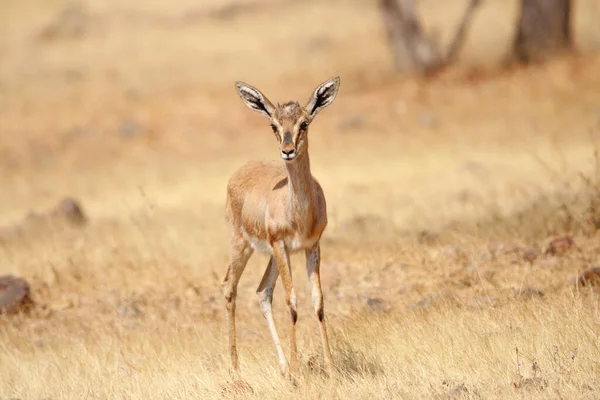Mayureshwar Vahşi Yaşam Sığınağı 'ndaki güzel Chinkara hayvanı. Chinkara 'nın Hindistan' da bulduğu nadir hayvanlardan oluşan bir duvar. Sergi için Chinkara 'nın vahşi yaşam fotoğrafçılığı. Arkaplan.