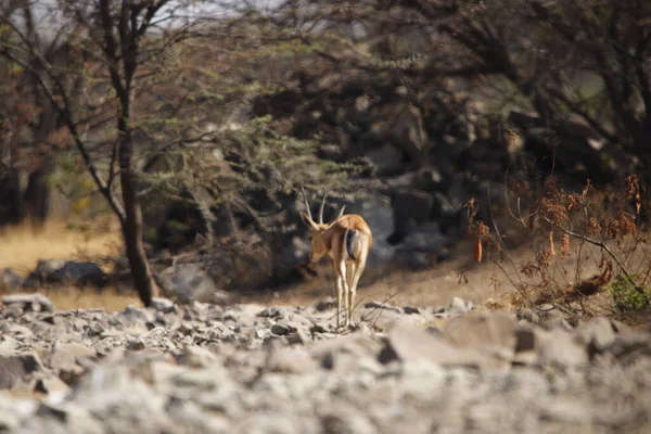 Όμορφο Ζώο Chinkara Στο Καταφύγιο Άγριας Ζωής Mayureshwar Επιτοίχια Τοποθέτηση — Φωτογραφία Αρχείου