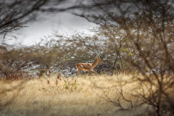 Mayureshwar Vahşi Yaşam Sığınağı 'ndaki güzel Chinkara hayvanı. Chinkara 'nın Hindistan' da bulduğu nadir hayvanlardan oluşan bir duvar. Sergi için Chinkara 'nın vahşi yaşam fotoğrafçılığı. Arkaplan.