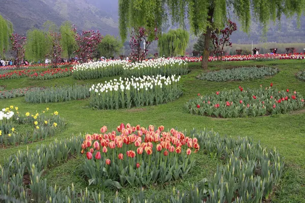 Stock image Tulip flower and Tulip festival in Kashmir. Beautiful wall mounting picture, Flower background. Tourist place season to visit Kashmir. Capture the vibrant beauty of tulip flowers in festival