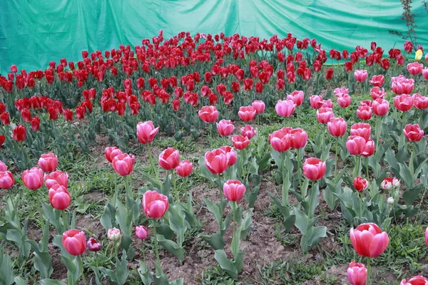 Kaşmir 'de lale çiçeği ve lale festivali. Güzel duvar montajı resmi, çiçek arkaplanı. Kashmir 'i ziyaret etmek için turist mevsimi. Festivalde lale çiçeklerinin canlı güzelliğini yakala.