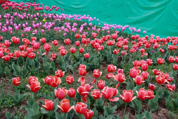 Kaşmir 'de lale çiçeği ve lale festivali. Güzel duvar montajı resmi, çiçek arkaplanı. Kashmir 'i ziyaret etmek için turist mevsimi. Festivalde lale çiçeklerinin canlı güzelliğini yakala.